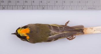 Media type: image;   Ornithology 211683